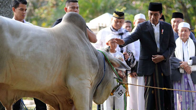 Usai Salat Idul Adha, Presiden Jokowi Serahkan Sapi 1,4 Ton - Bagian 1