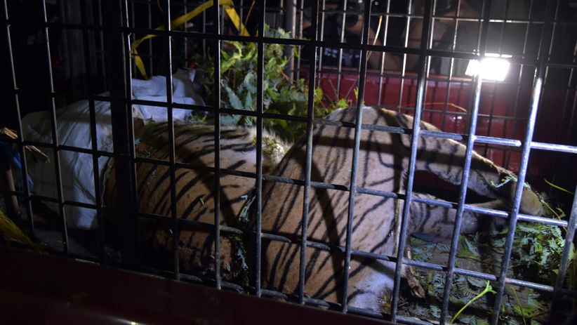 Ada Penampakan Harimau di Objek Wisata, Warga OKU Diminta Waspada