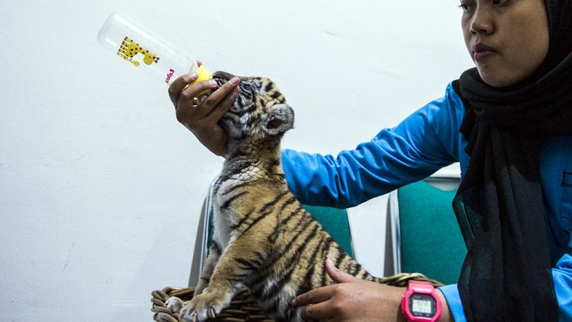 Lucunya Donggalah, Anak Harimau Benggala di Bandung Zoo - Bagian 2