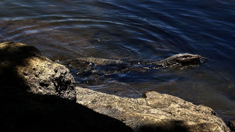 Danau Kastoba, Surga Kecil di Tengah Pulau Bawean - Bagian 5