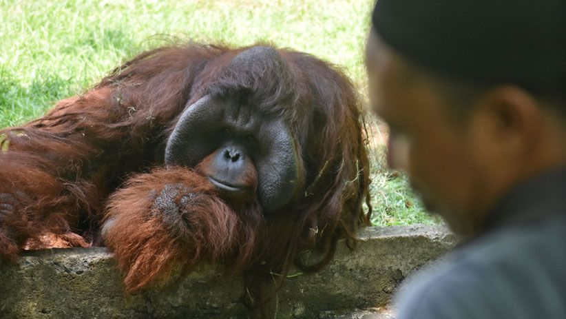 Pemkot Semarang Gandeng Pengelola Bali Zoo Benahi Kebun Binatang - Bagian 2