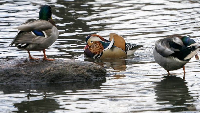 Tampilan Mencolok Bebek Mandarin Jadi Pusat Perhatian Warga New York - Bagian 8