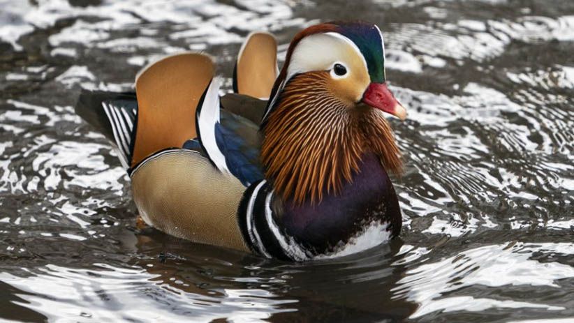 Tampilan Mencolok Bebek Mandarin Jadi Pusat Perhatian Warga New York - Bagian 1