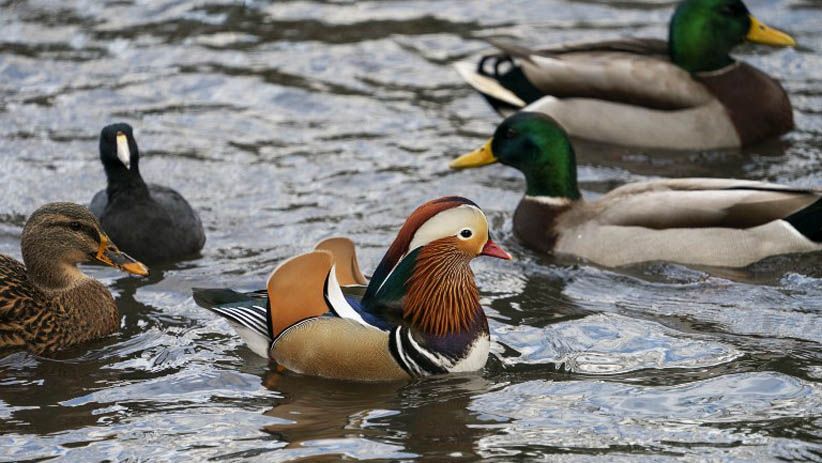 Tampilan Mencolok Bebek Mandarin Jadi Pusat Perhatian Warga New York - Bagian 2