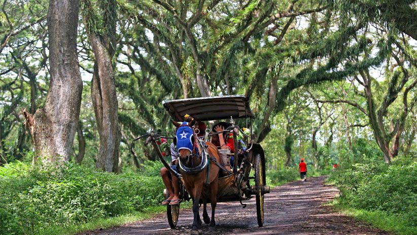 Berwisata Keliling Hutan Pohon Trembesi Berusia Ratusan Tahun - Bagian 2