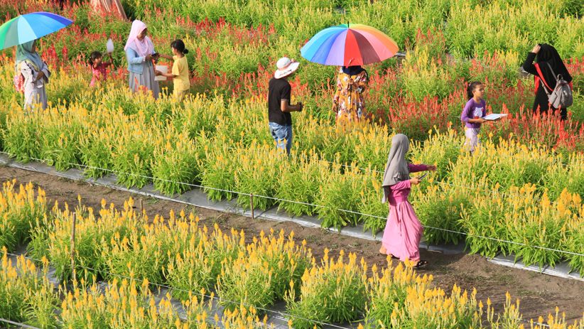 Viral di Media Sosial, Taman Bunga Celocia Garden Diserbu Wisatawan - Bagian 1