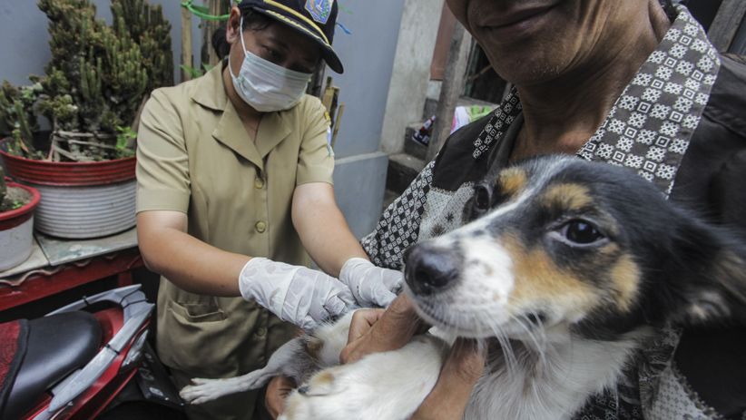 Cegah Rabies, Dinas KPKP Jakarta Berikan Vaksin untuk Hewan Peliharaan - Bagian 3