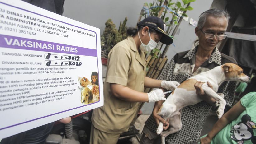 Cegah Rabies, Dinas KPKP Jakarta Berikan Vaksin untuk Hewan Peliharaan - Bagian 1