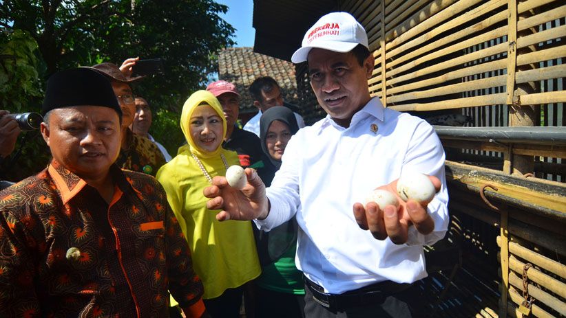 Mentan Tebar Ayam Kampung Petelur untuk 11.000 Warga Miskin Tasikmalaya - Bagian 1