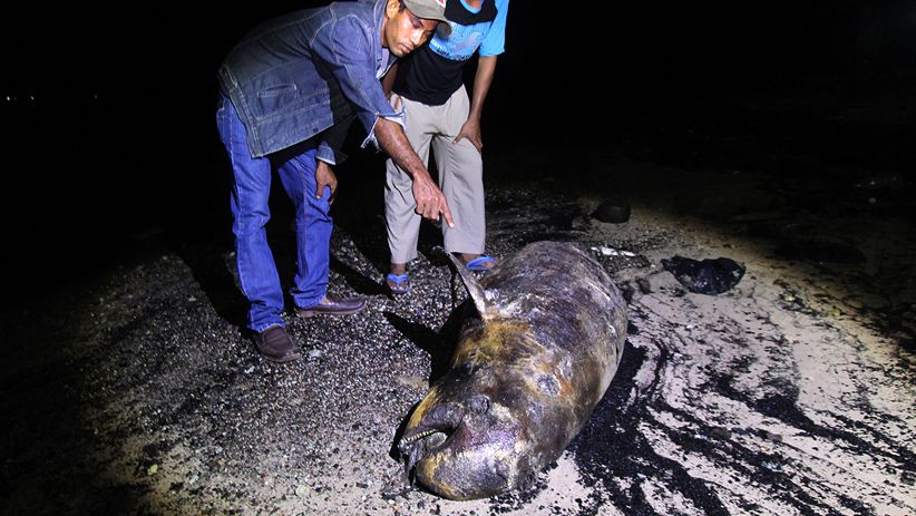 Seekor Dugong Mati Terbawa Arus Surut di Pantai Pulau Bungkuk Indah - Bagian 3