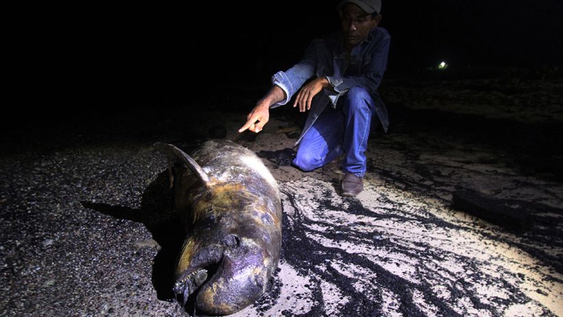 Seekor Dugong Mati Terbawa Arus Surut di Pantai Pulau Bungkuk Indah - Bagian 2