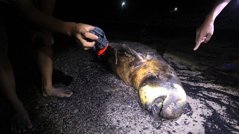 Seekor Dugong Mati Terbawa Arus Surut di Pantai Pulau Bungkuk Indah - Bagian 1