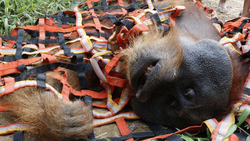 Momen Pelepasan Orangutan ke Alam Liar di Suaka Margasatwa Singkil - Bagian 2