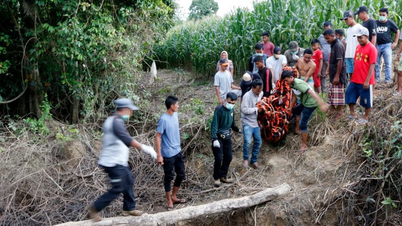 Momen Pelepasan Orangutan ke Alam Liar di Suaka Margasatwa Singkil - Bagian 3