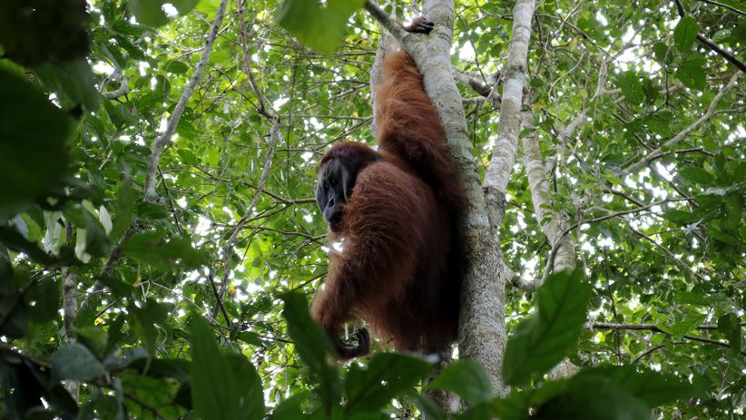 Momen Pelepasan Orangutan ke Alam Liar di Suaka Margasatwa Singkil - Bagian 4