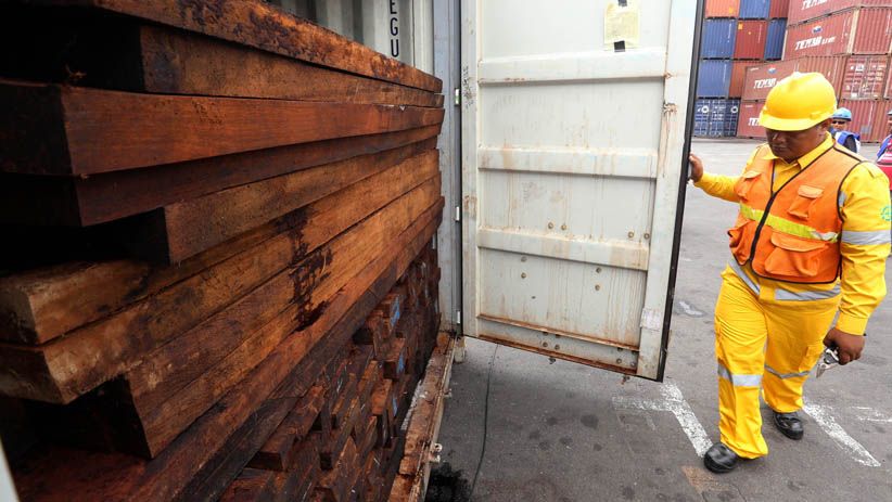 Kementerian LHK Sita Kayu Ilegal Senilai Rp104,63 M dari Papua - Bagian 3
