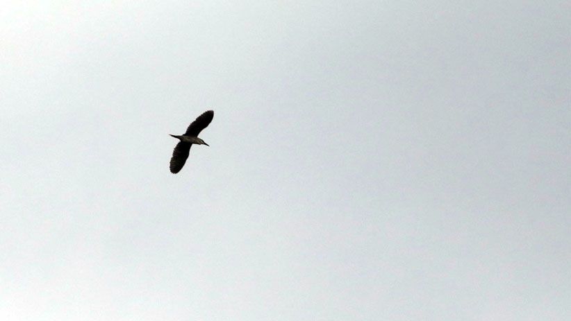 Memantau Spesies Burung di Hutan Lindung Angke Kapuk - Bagian 5
