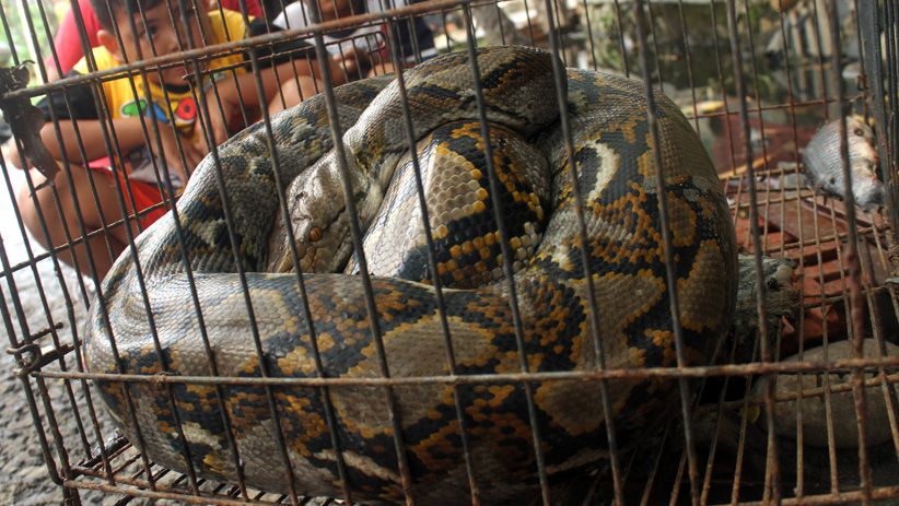 Usai Santap Ayam, Ular Sanca 3,5 Meter Ditangkap Warga Kulonprogo