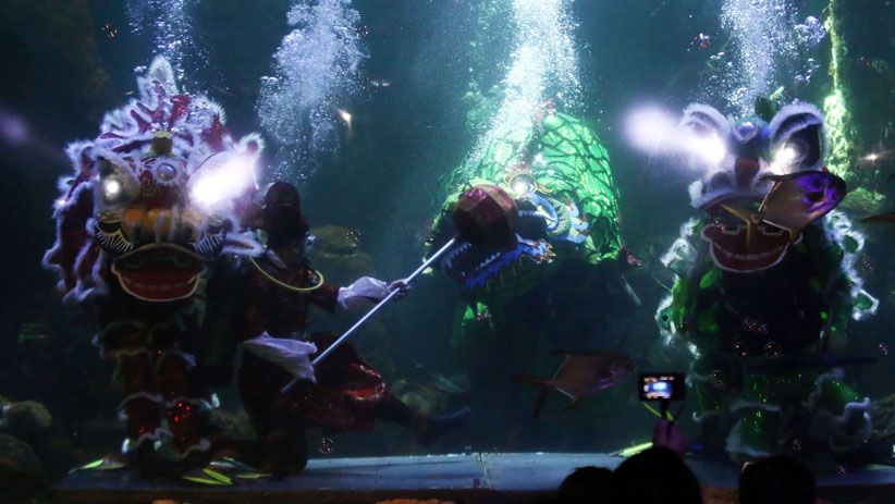 Meriahkan Imlek, Barongsai Beraksi di Kolam Sea World Ancol - Bagian 1
