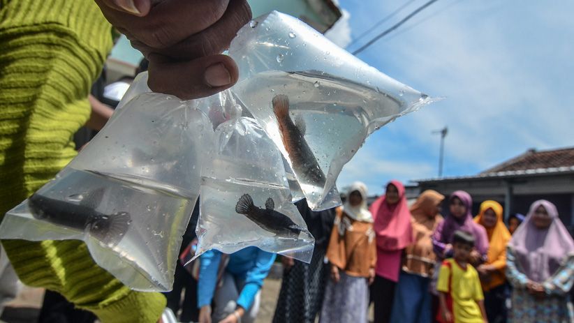 Antisipasi DBD, Dinas Kesehatan Tasikmalaya Bagikan Ikan Cupang Gratis - Bagian 1