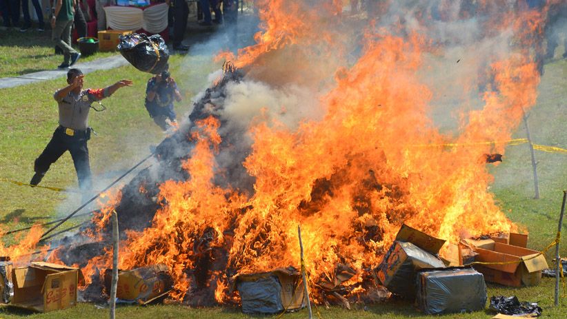 Polres Aceh Besar Bakar 806 Kilogram Ganja Kering - Bagian 1