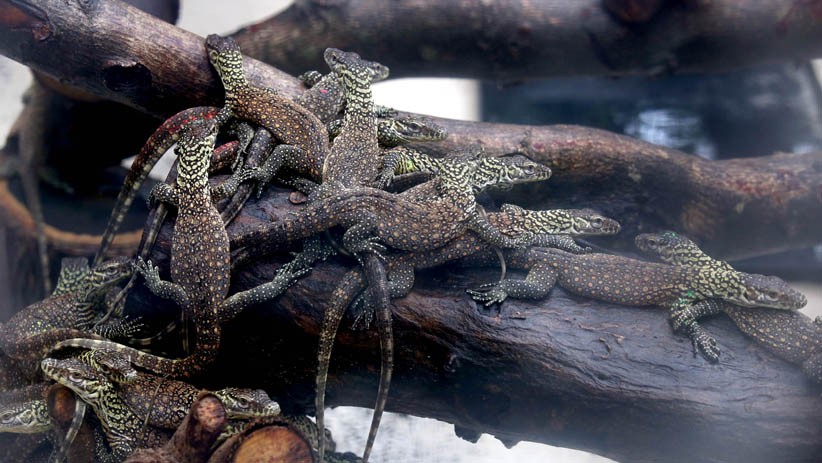 74 Ekor Anak Komodo Lahir di Kebun Raya Surabaya - Bagian 3