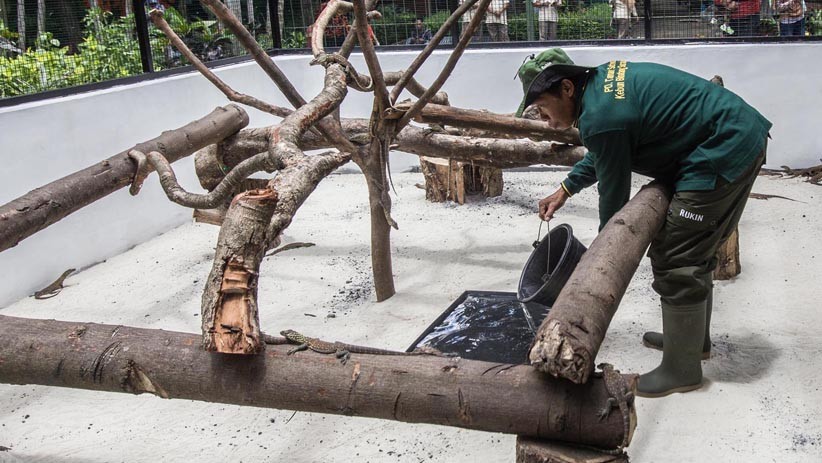 74 Ekor Anak Komodo Lahir di Kebun Raya Surabaya - Bagian 4