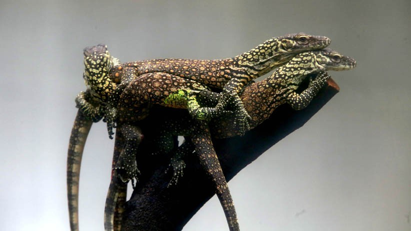 74 Ekor Anak Komodo Lahir di Kebun Raya Surabaya - Bagian 1
