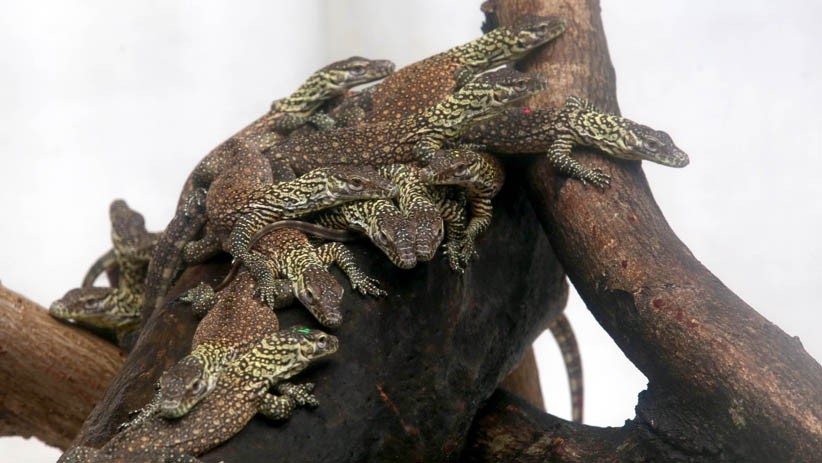 74 Ekor Anak Komodo Lahir di Kebun Raya Surabaya - Bagian 5