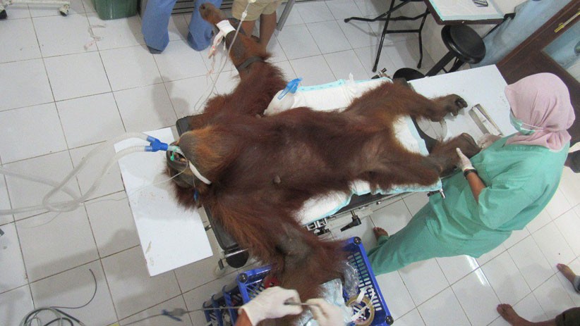 Orangutan Sumatera Ditemukan Luka Parah, Tubuh Dipenuhi 74 Peluru - Bagian 3
