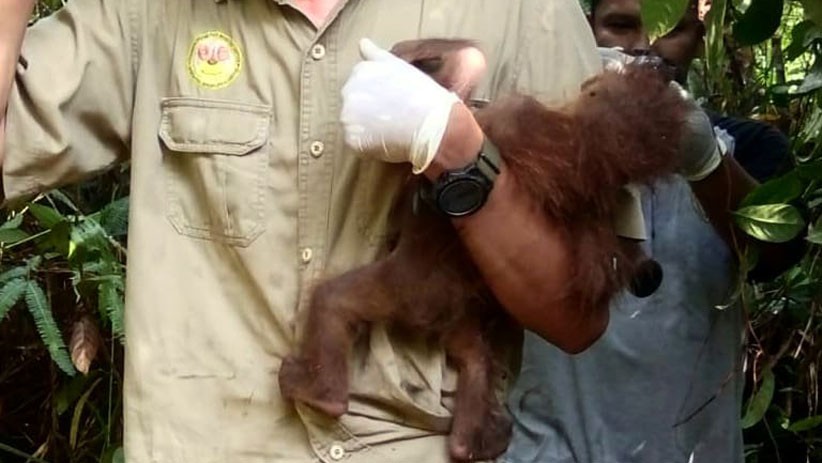 Orangutan Sumatera Ditemukan Luka Parah, Tubuh Dipenuhi 74 Peluru - Bagian 4