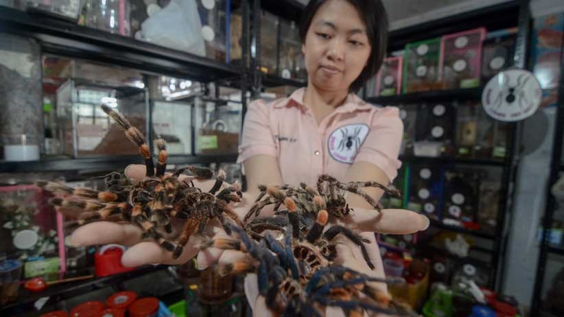 Perempuan Bandung Ini Pelihara 1.800 Ekor Tarantula - Bagian 1