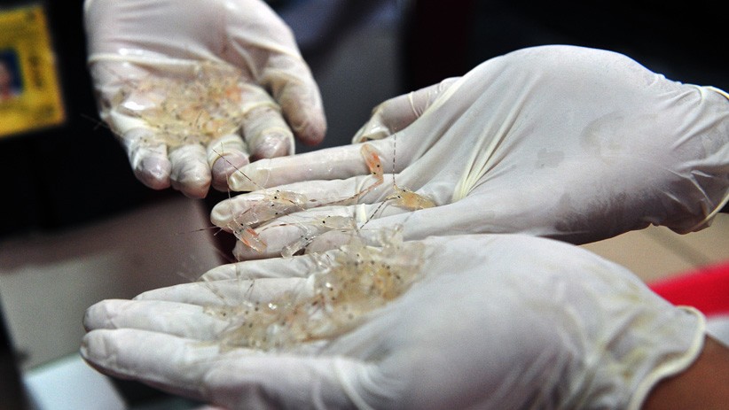 TNI AL Gagalkan Penyelundupan Bibit Lobster Senilai Rp19 Miliar - Bagian 1