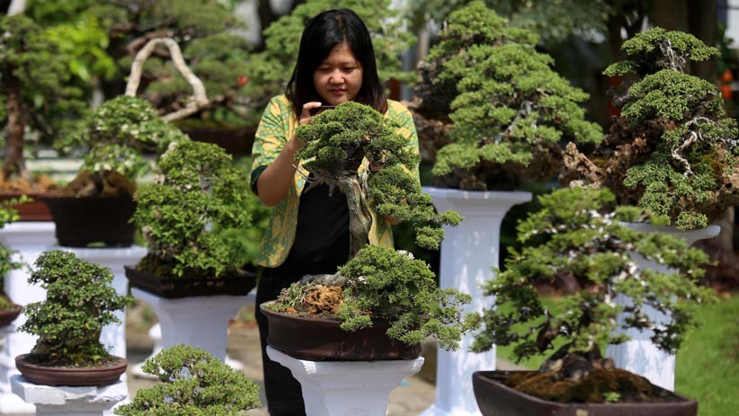 Melihat Koleksi 85 Bonsai Cantik Milik Jeanne Wenas - Bagian 1