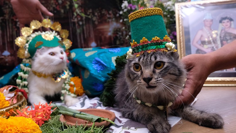 Kucing-Kucing Lucu Ini Ikuti Lomba Busana Adat Tradisional - Bagian 3