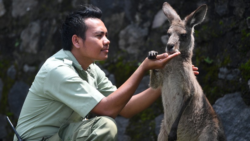Hewan Eksotis asal Australia Ini Ada di Taman Safari Prigen Jawa Timur - Bagian 3