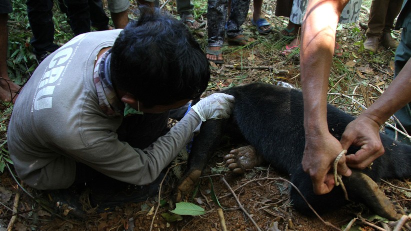 Evakuasi 2 Beruang Madu Terkena Jerat Babi di Aceh