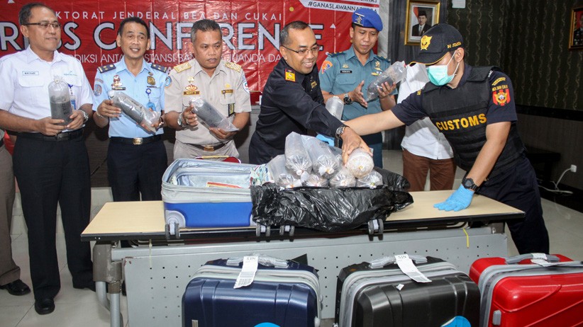 Bea Cukai Jawa Timur Gagalkan Penyelundupan 113.300 Ekor Benih Lobster - Bagian 1