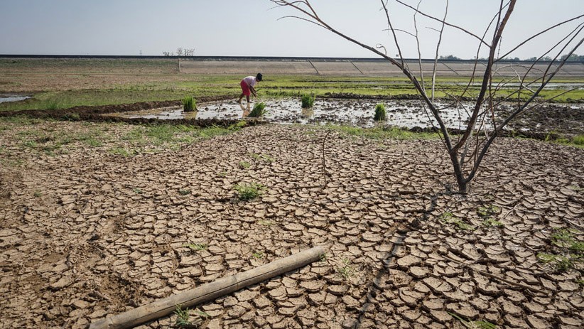Waduk Botok Sragen Mengering, 2.488 Hektare Sawah Terancam Gagal Panen - Bagian 2