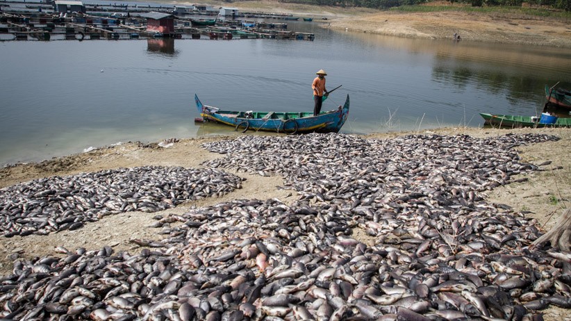 Ratusan Ton Ikan di Waduk Kedung Ombo Sragen Mati - Bagian 1