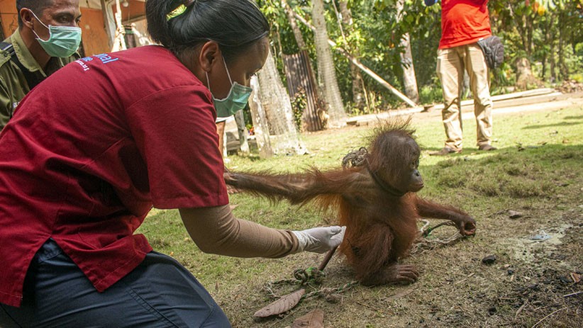 BKSDA Kalbar Evakuasi Orangutan dengan Kondisi Leher Terikat dari Rumah Warga - Bagian 2