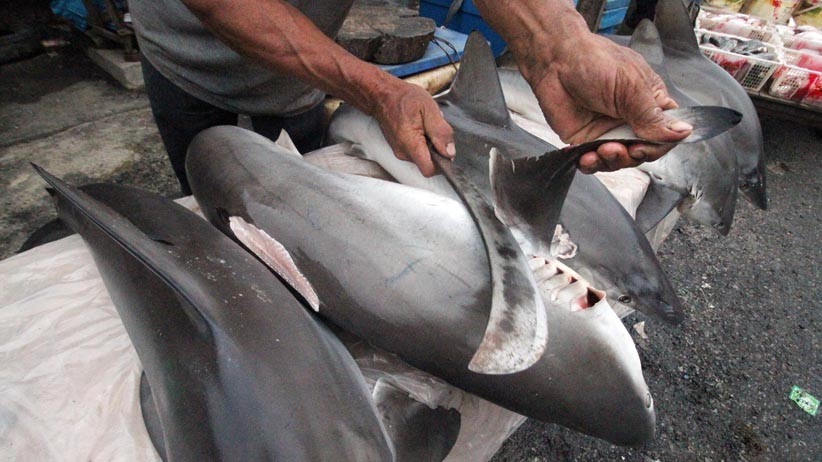 Nelayan Aceh Nekat Berburu Ikan Hiu Meskipun Dilarang - Bagian 2
