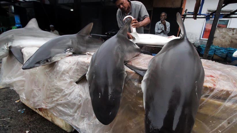 Nelayan Aceh Nekat Berburu Ikan Hiu Meskipun Dilarang - Bagian 1