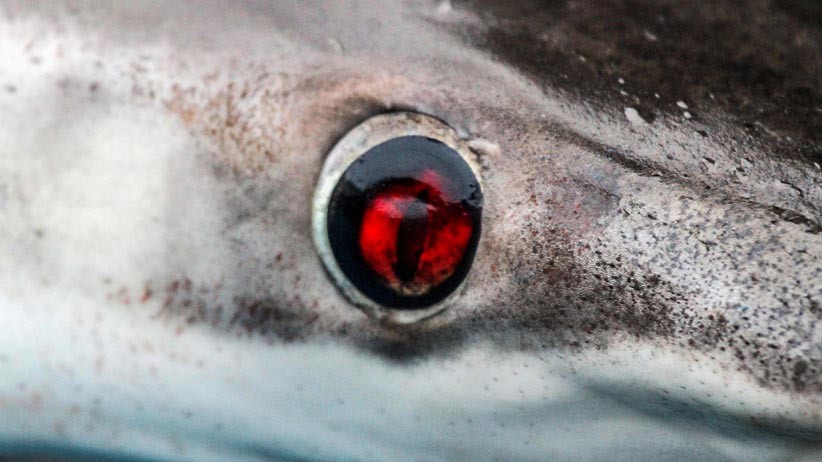 Nelayan Aceh Nekat Berburu Ikan Hiu Meskipun Dilarang - Bagian 3