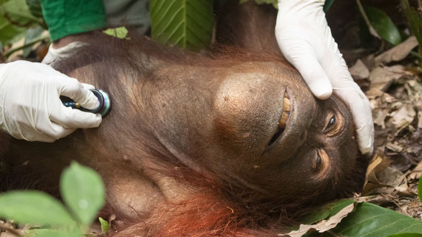 Hutan Hangus Terbakar, Orangutan Kabur dan Kena Jerat Pemburu - Bagian 1