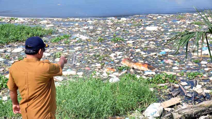 Penampakan Ratusan Bangkai Babi Dibuang ke Danau Siombak Medan - Bagian 1