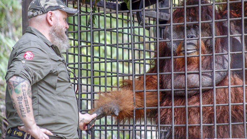 PSO Arsari, Pusat Suaka untuk Orangutan di Kalimantan Timur - Bagian 1