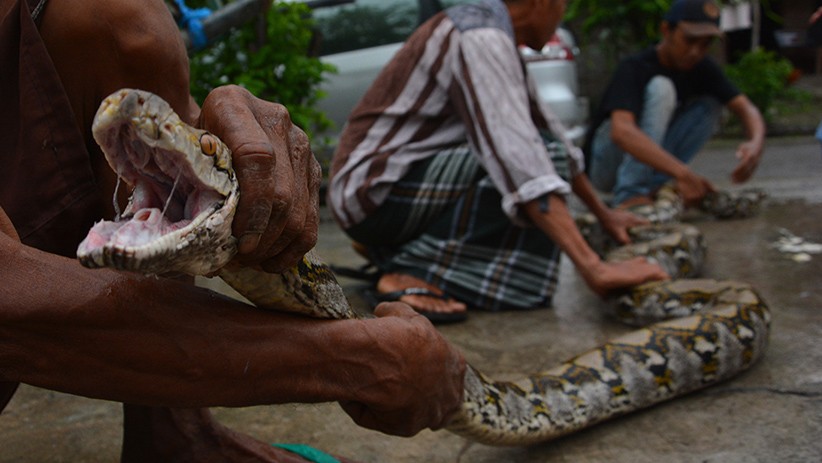 Bikin Heboh, Ular Piton Panjang 4 Meter Ditangkap usai Memangsa Kucing - Bagian 1