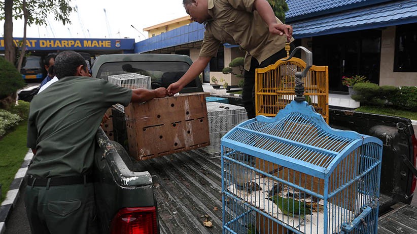 Ratusan Burung Cucak Hijau Diselundupkan Lewat Kapal Kargo - Bagian 4