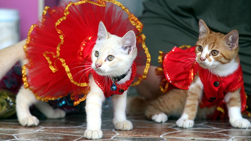 Penampilan Lucu Kucing-Kucing Pakai Baju Imlek - Bagian 1